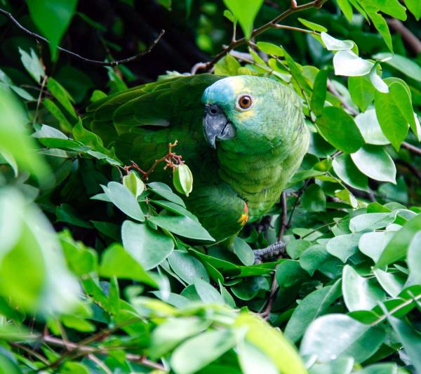 Inca Trail and Amazon Rainforest | Trek the Inca Trail and Explore the Amazon