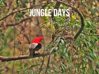 jungle-days