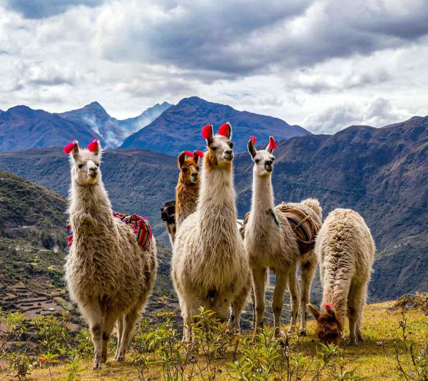 Lares Inca Trail: Trekking Through the Andean Highlands of Cusco