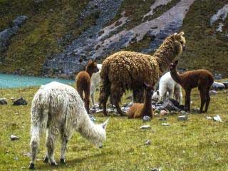 Lares Trek to Machu Picchu 4 days 