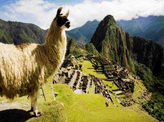 Llamas and Alpacas at Machu Picchu