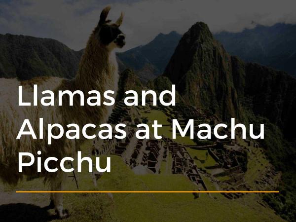 Llamas and Alpacas at Machu Picchu