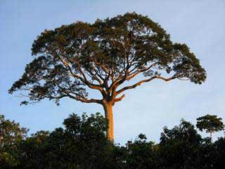 Native Trees of Peru