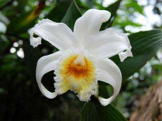 orchids-cusco-machu-picchu