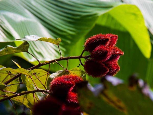 Peruvian Medicinal Plants