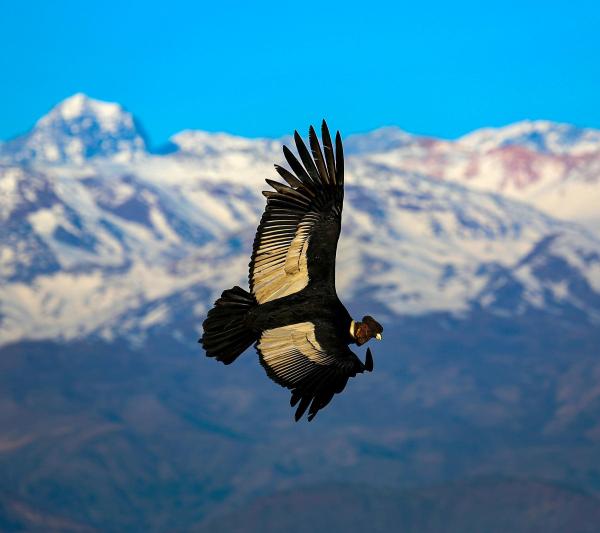 Salkantay Inca Trail with Condor Overflight