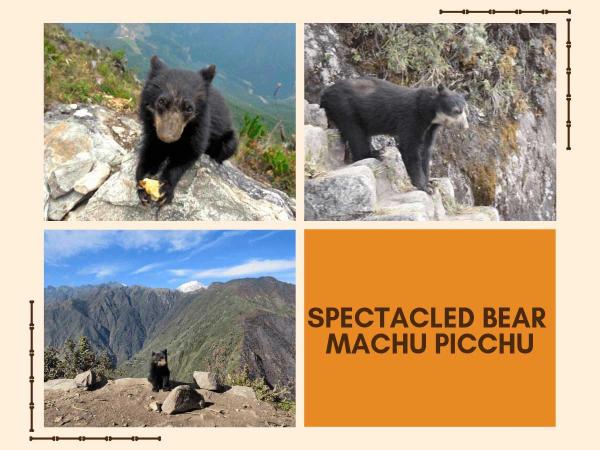 Spectacled bear Machu Picchu