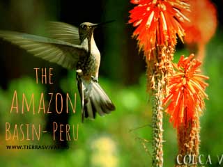 the-amazon-basin-peru