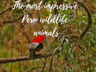 the-most-impressive-peru-wildlife-animals