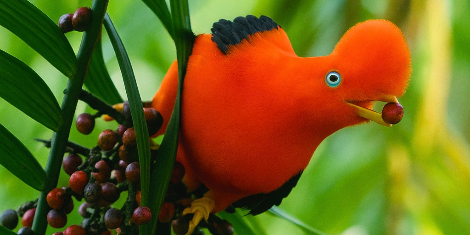 National Bird of Peru