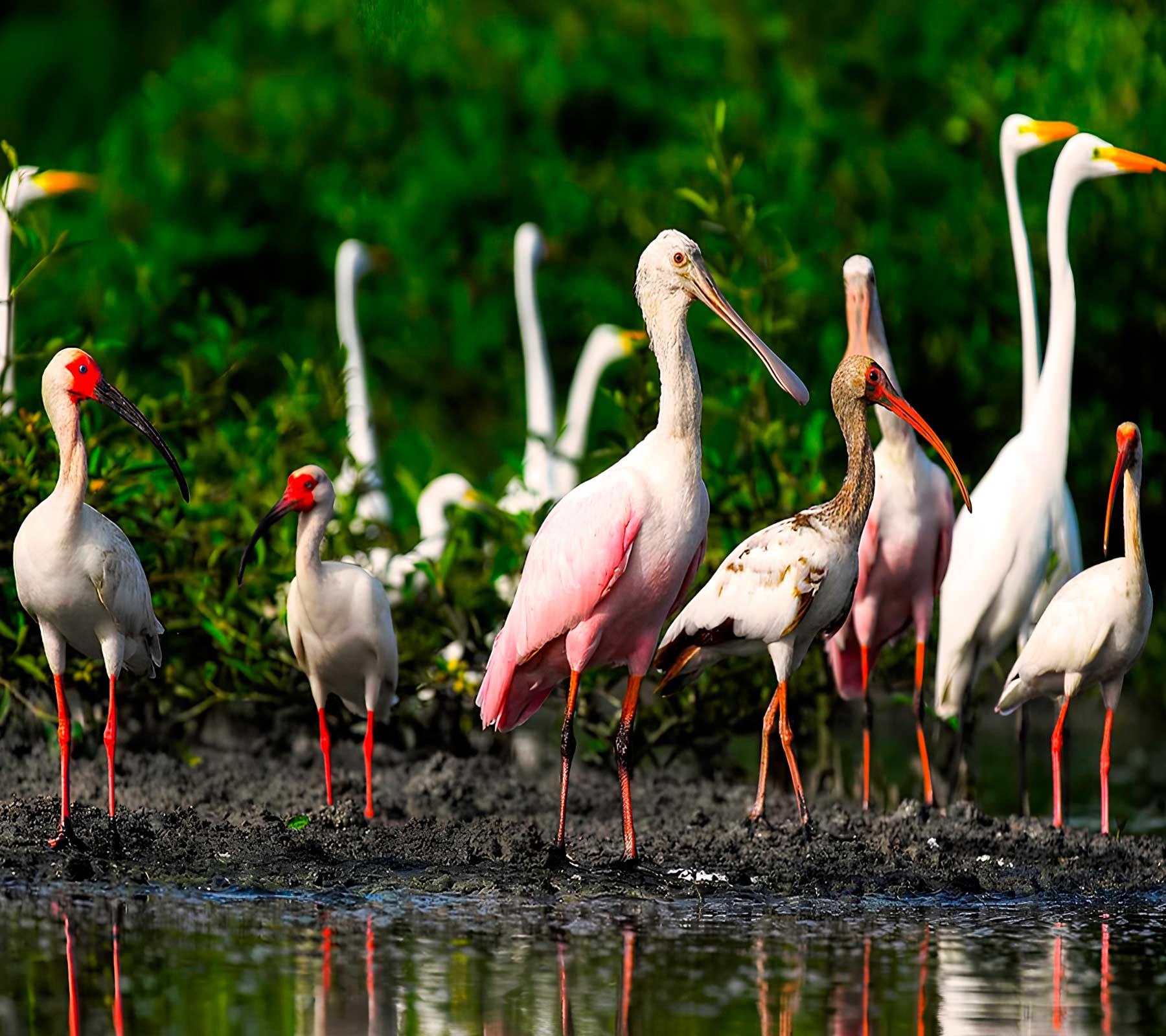 National Sanctuary of the Mangroves of Tumbes