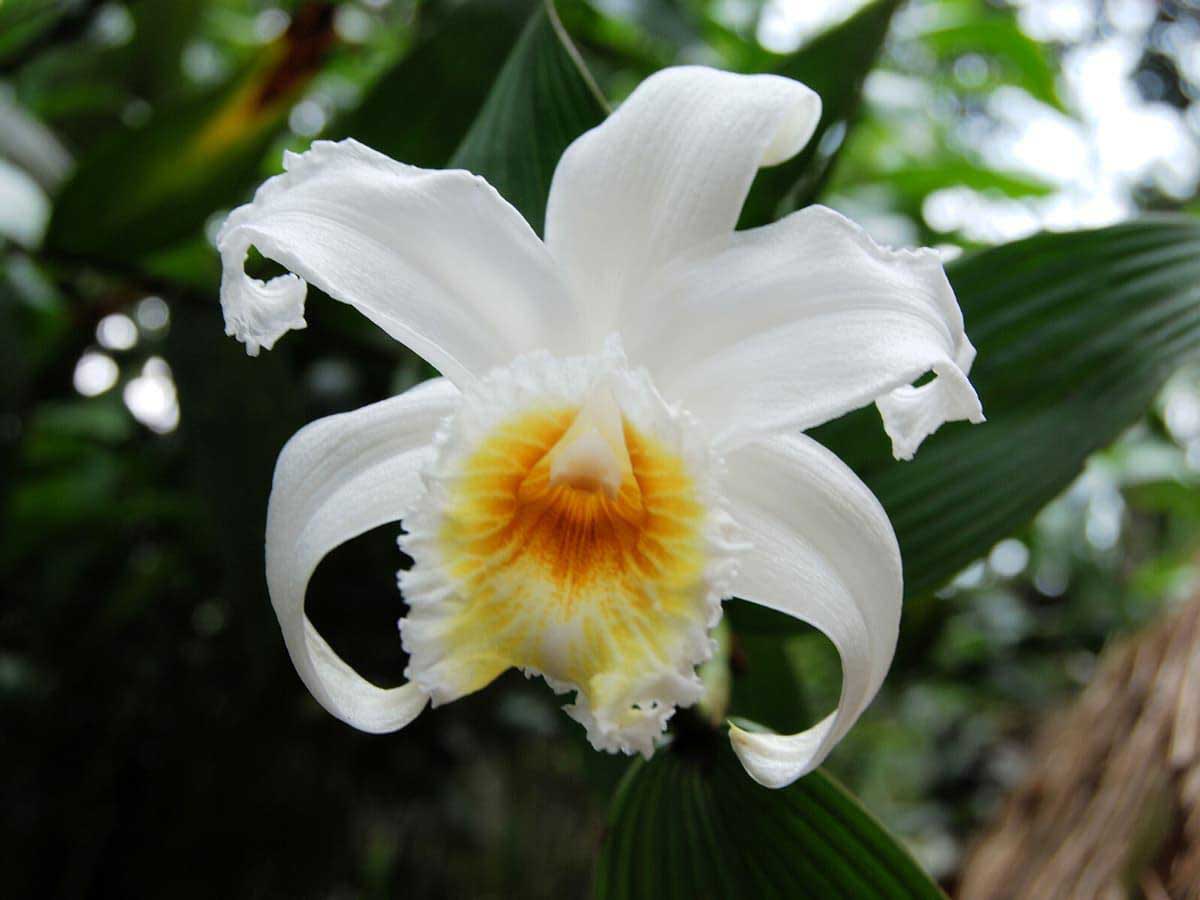 Orchids in Machu Picchu Cusco 