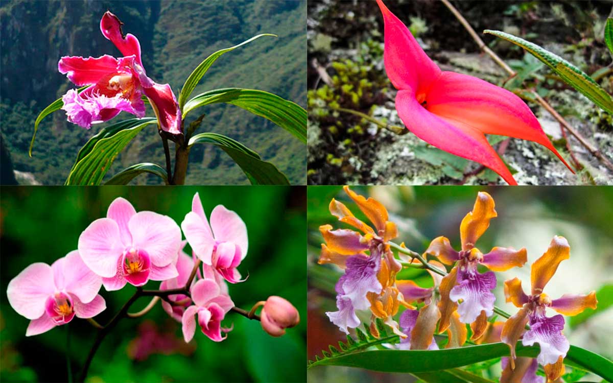 Orchids in Machu Picchu Cusco
