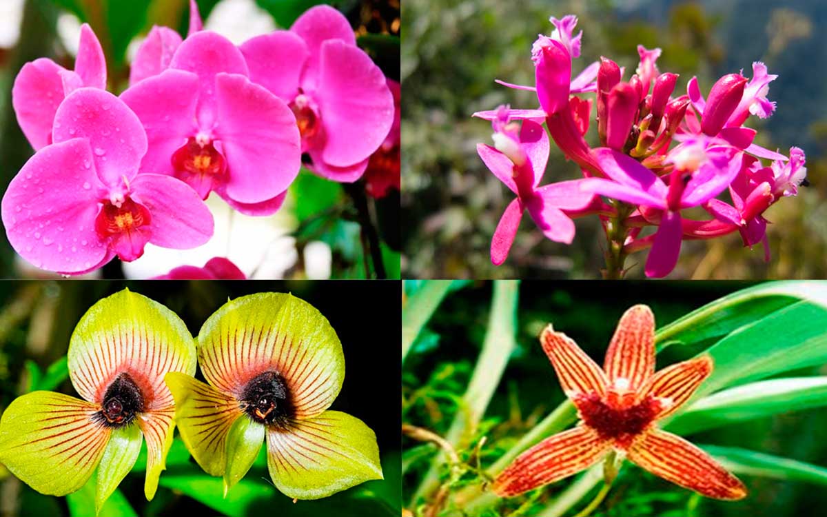 Orchids in Machu Picchu Peru