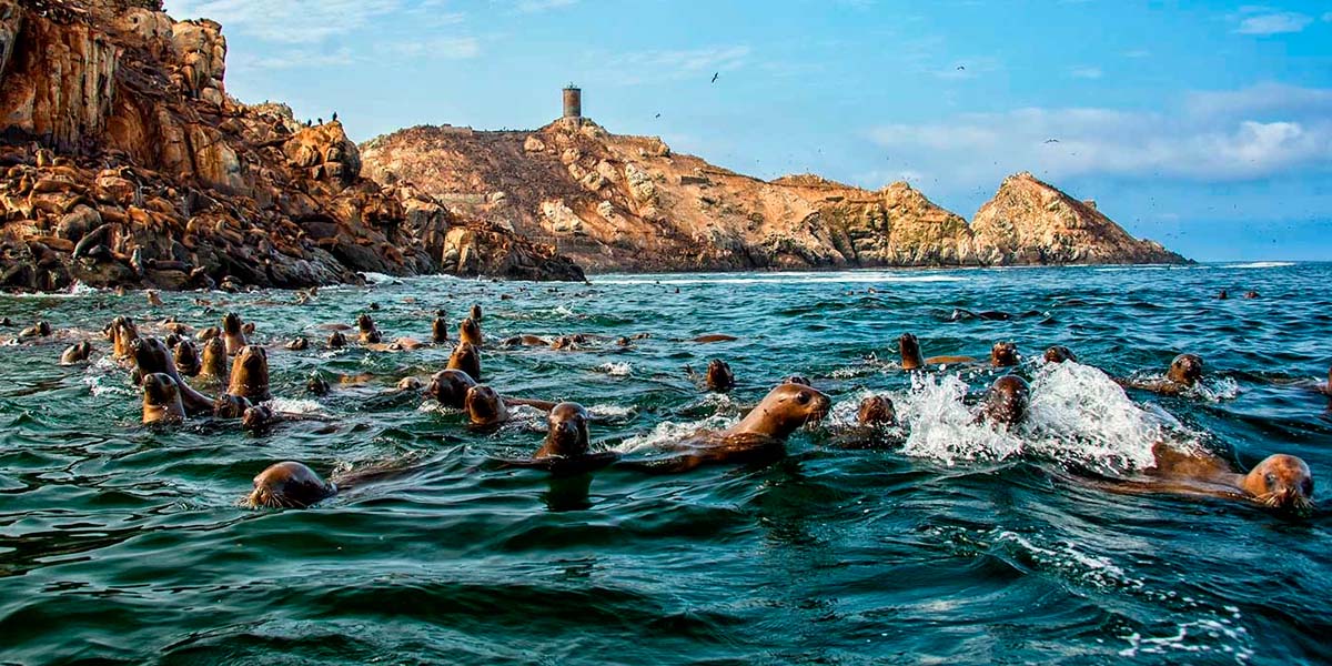 Palomino Island Peru