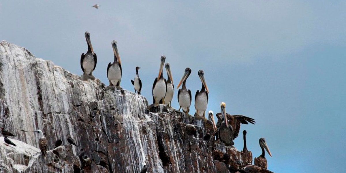 Palomino Islands from Lima