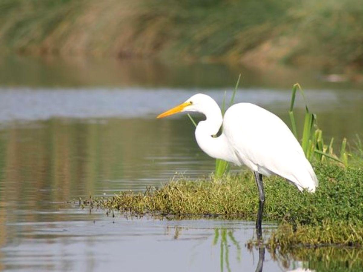 Pantanos de Villa: small paradise of flora and fauna in Lima