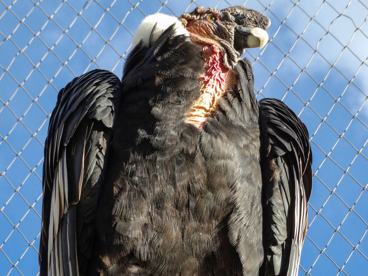 Peru Condor