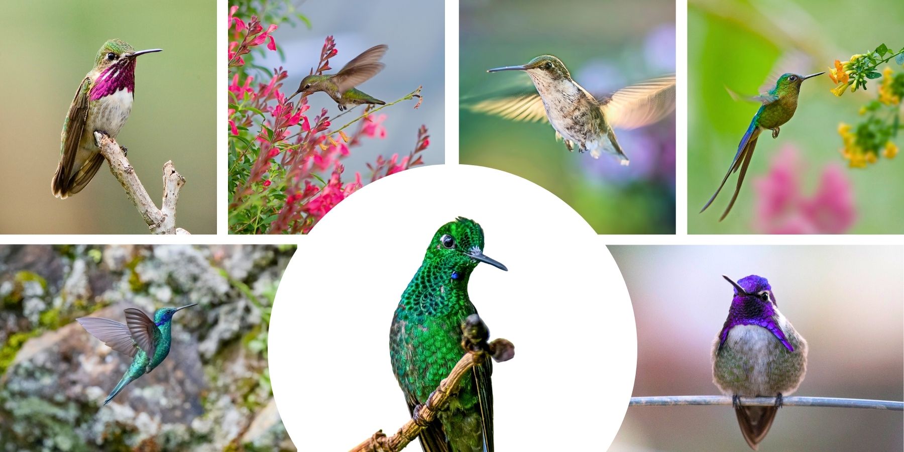 Peru Hummingbirds
