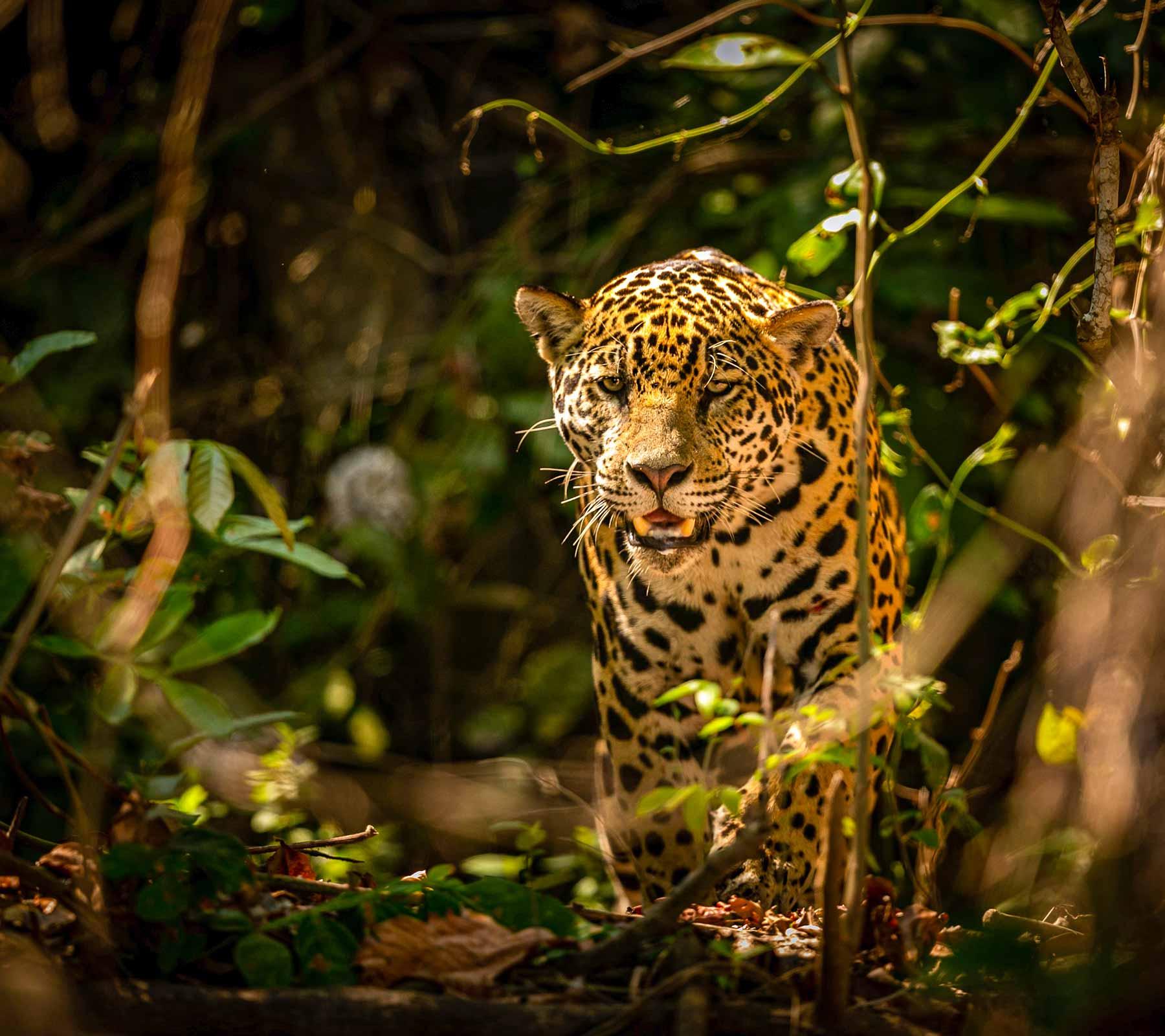 Peruvian Rainforest Tours