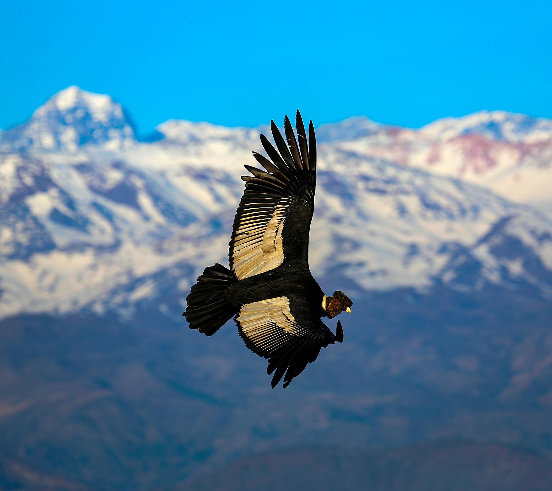 Salkantay Inca Trail with Condor Overflight
