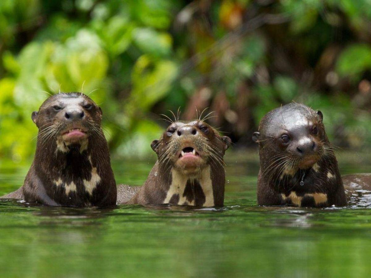 Sandoval Lake: the most beautiful in the Peruvian jungle