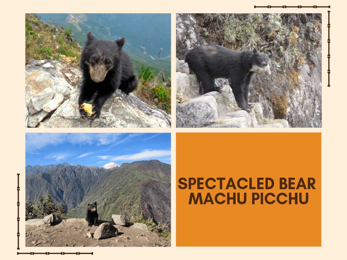 Spectacled bear Machu Picchu