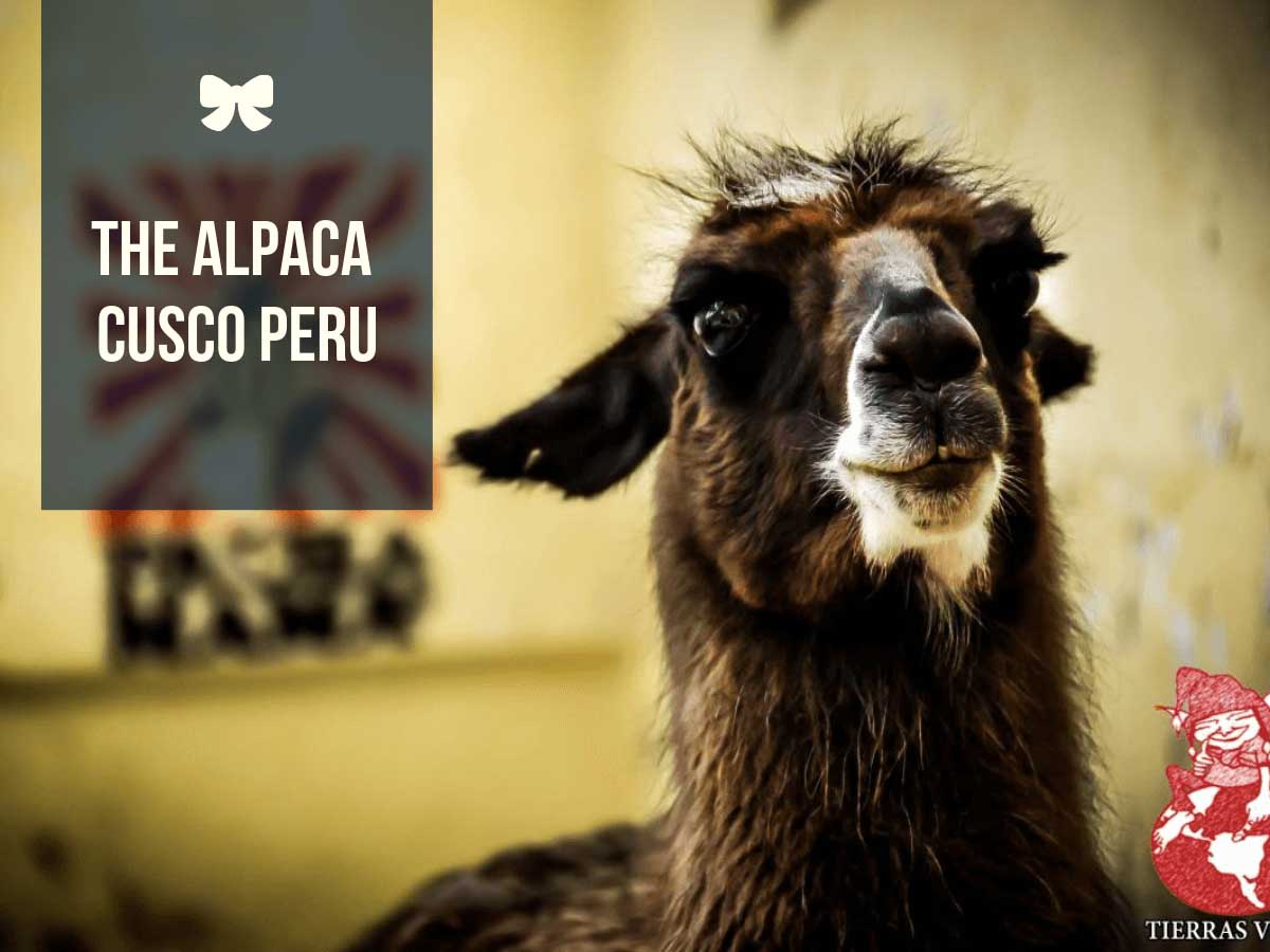 Alpaca Cusco Peru