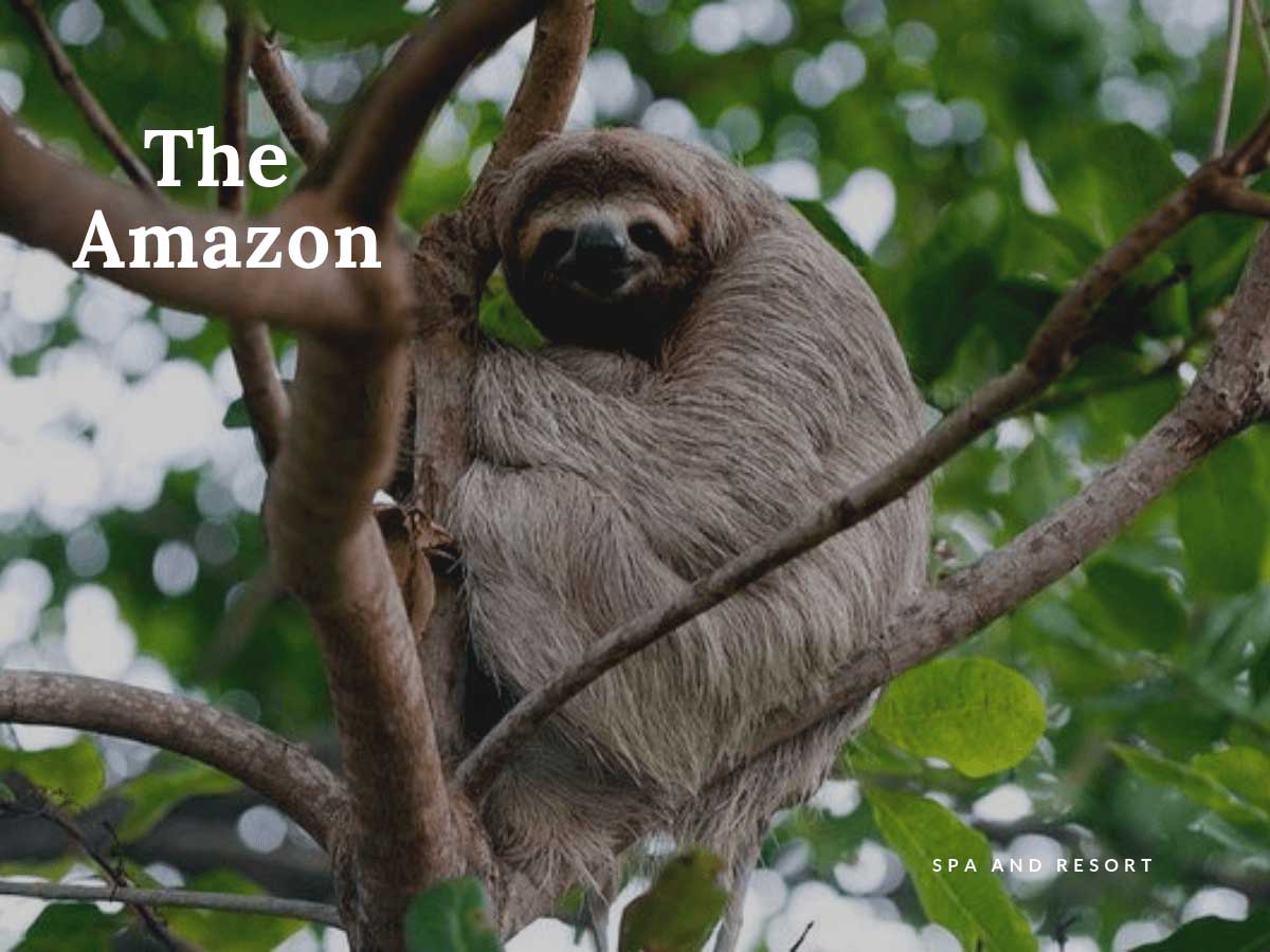 The Amazon