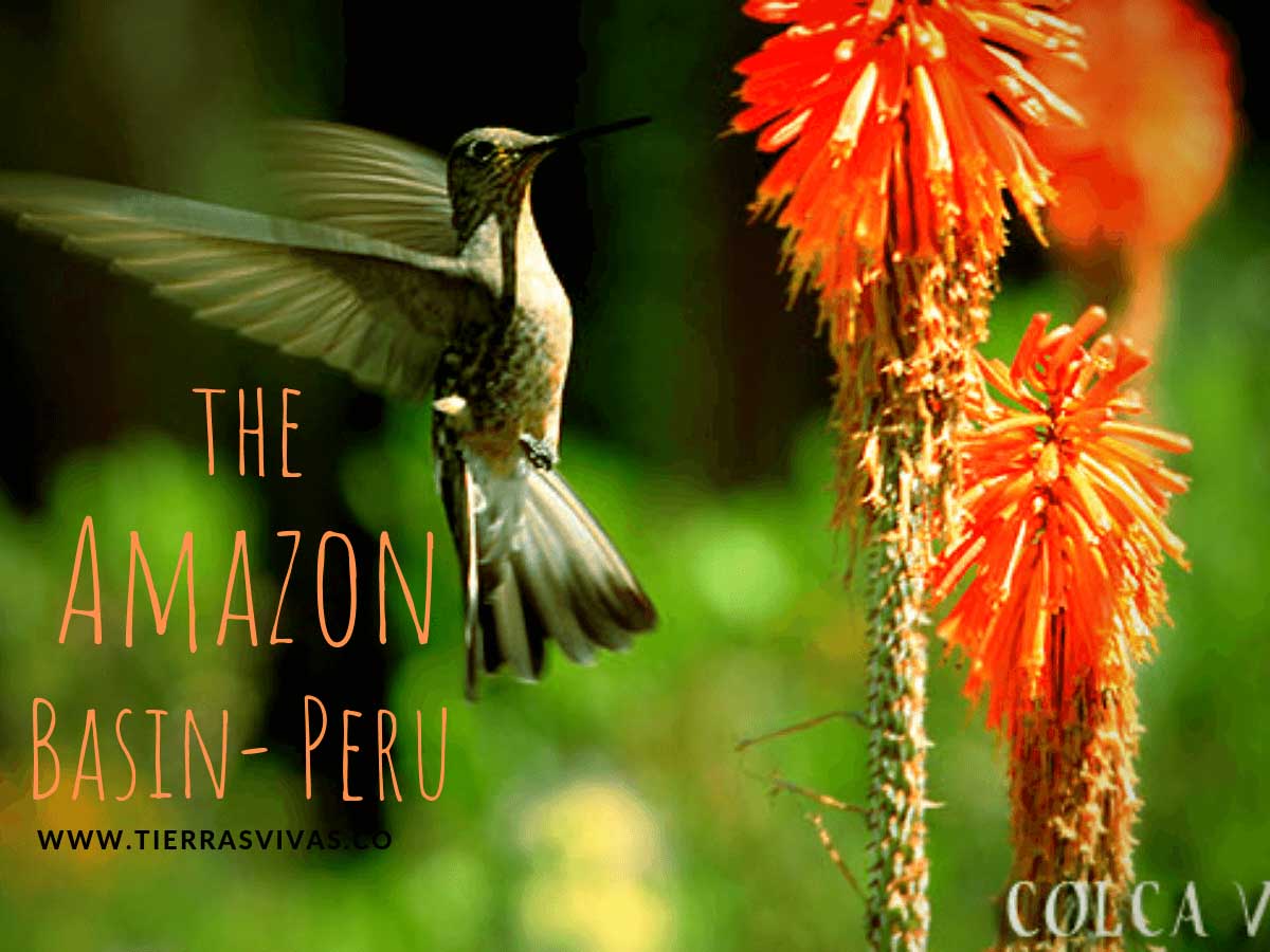 The Amazon Basin- Peru