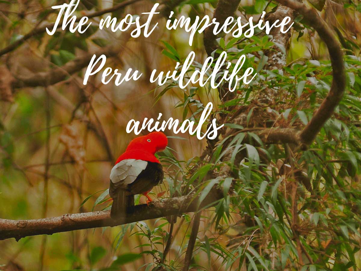 The most impressive Peru wildlife animals
