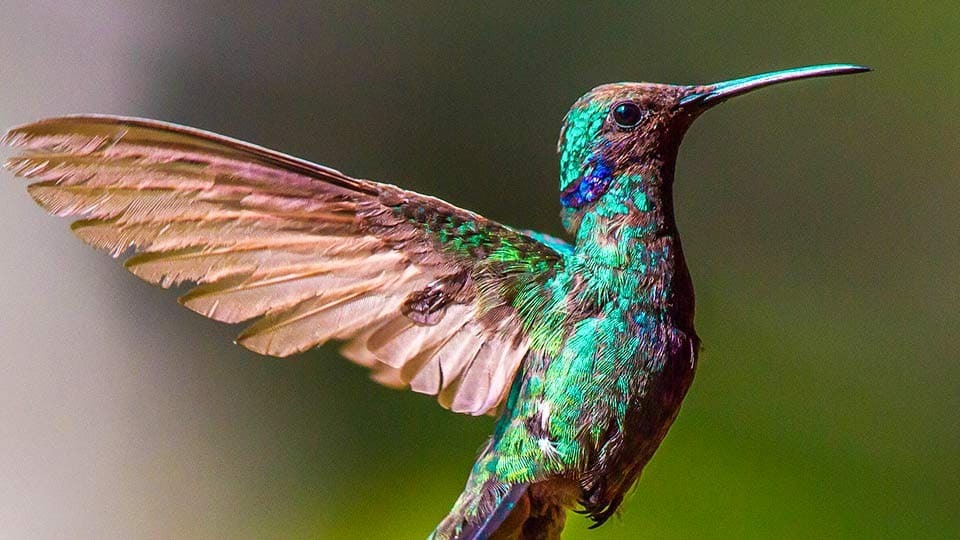 Wildlife in Perú Hummingbirds of Peru
